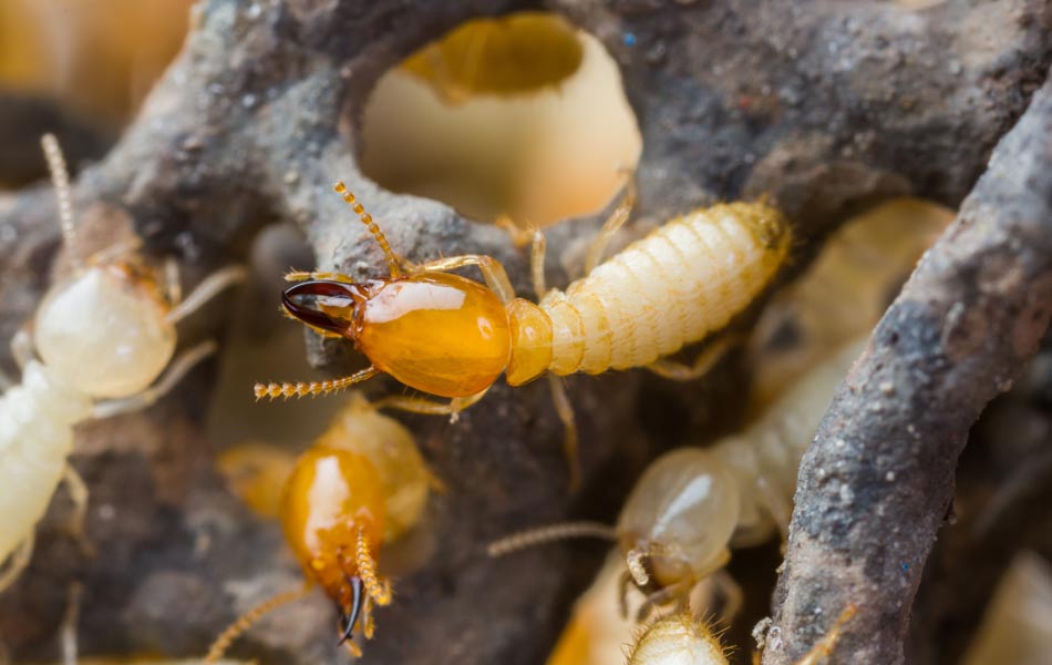 Termite Inspection